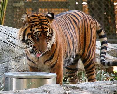 [The tiger stares down to the left of her silver feed container with her tongue noticeably out. The left side of her body is visible and her tail with its wide black stripes is curled as if she is moving it.]